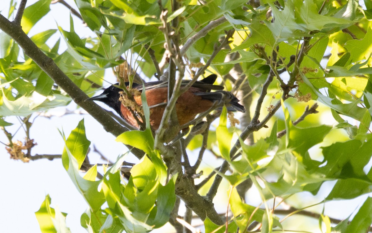Orchard Oriole - Kalpesh Krishna