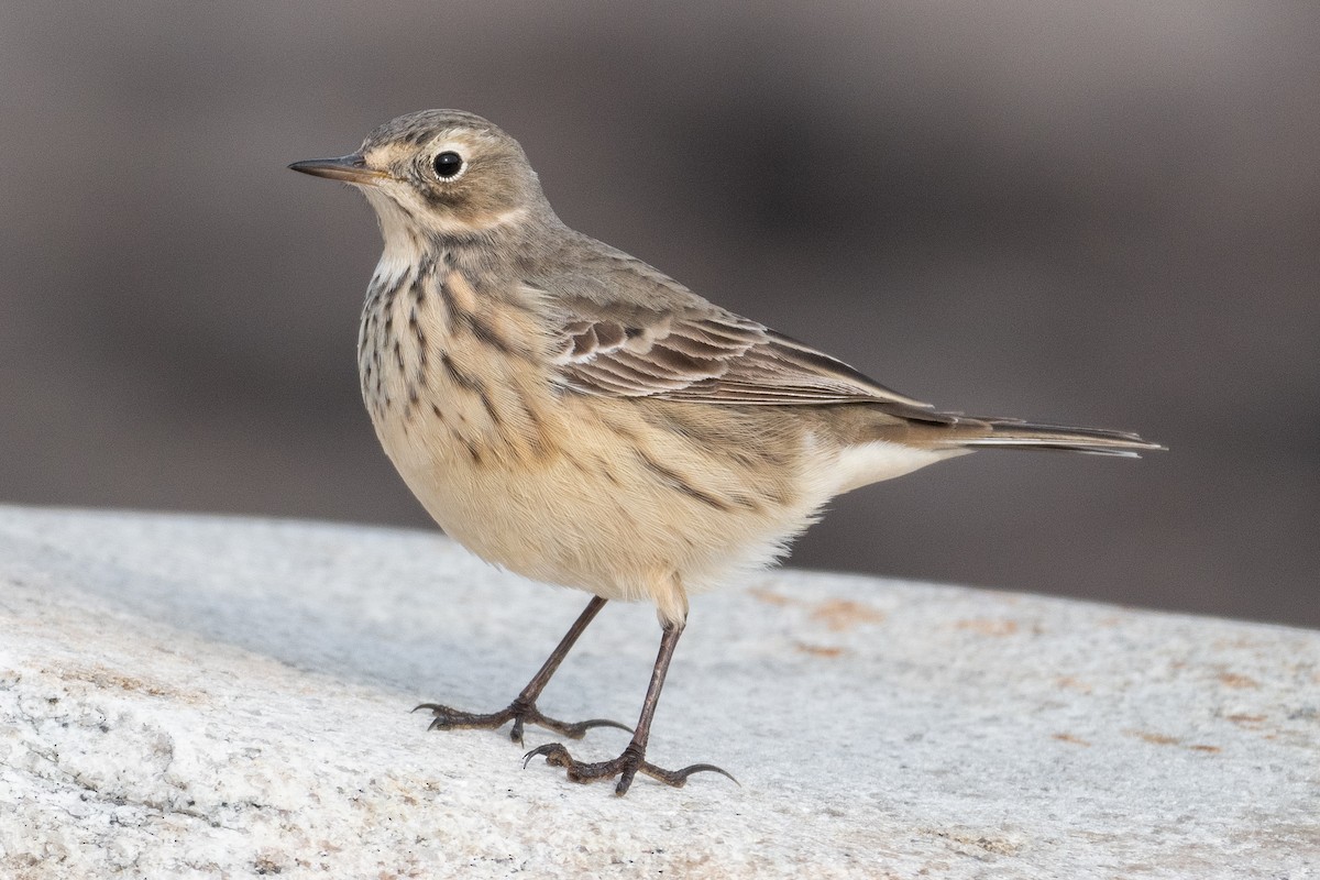 American Pipit - David Turgeon