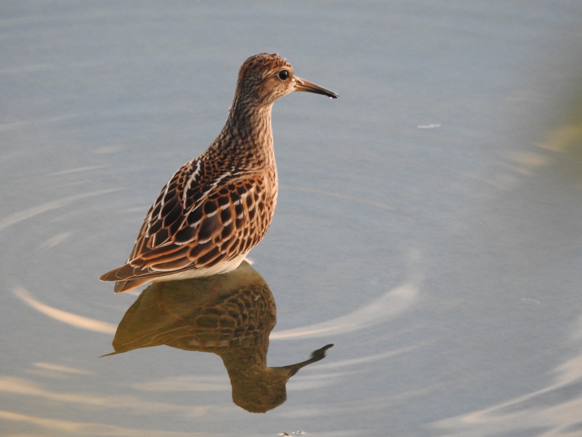 Pectoral Sandpiper - Charlee  Breen