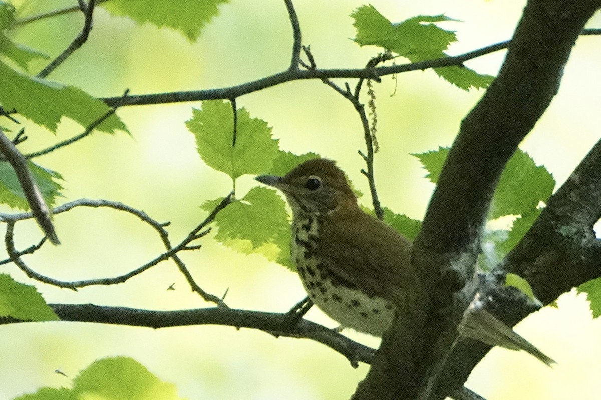 Wood Thrush - ML342209901