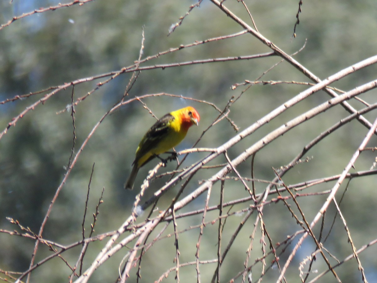 Western Tanager - John Toh