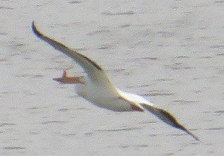 American White Pelican - ML342210731