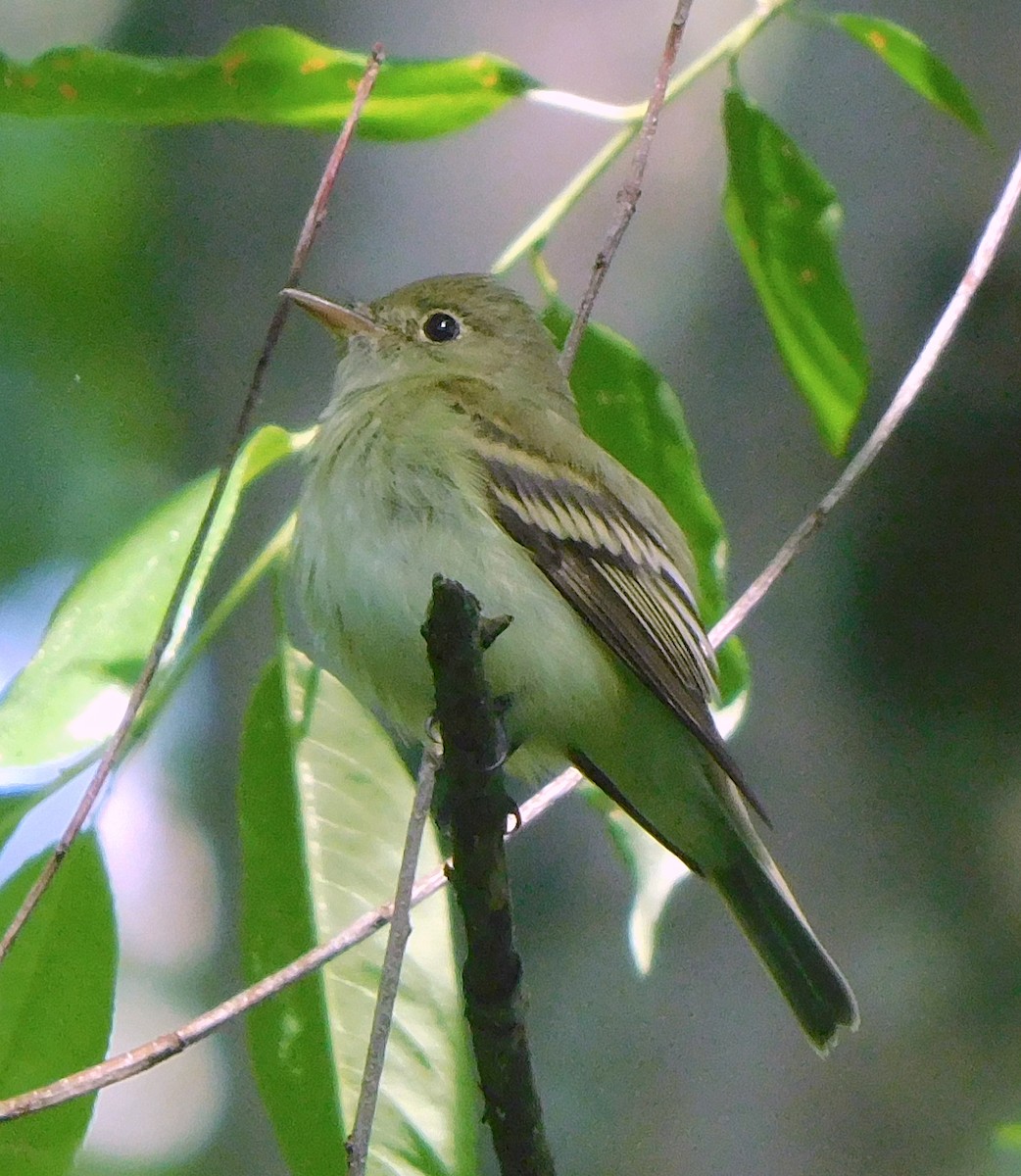 Mosquero sp. (Empidonax sp.) - ML342215761