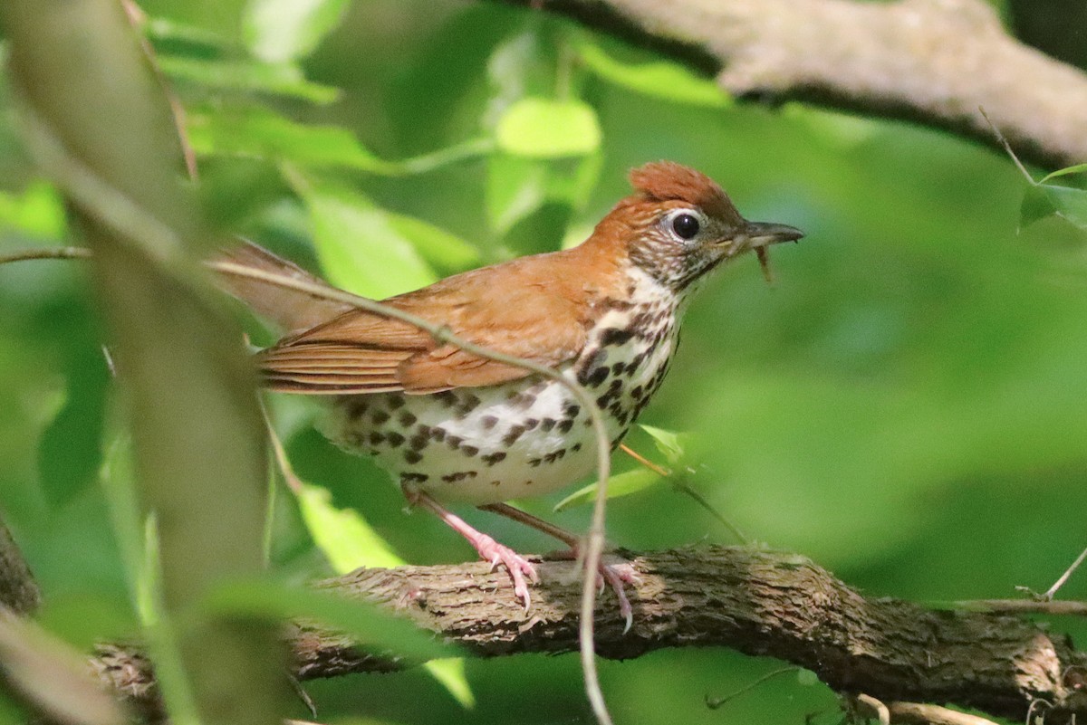 Wood Thrush - ML342216071