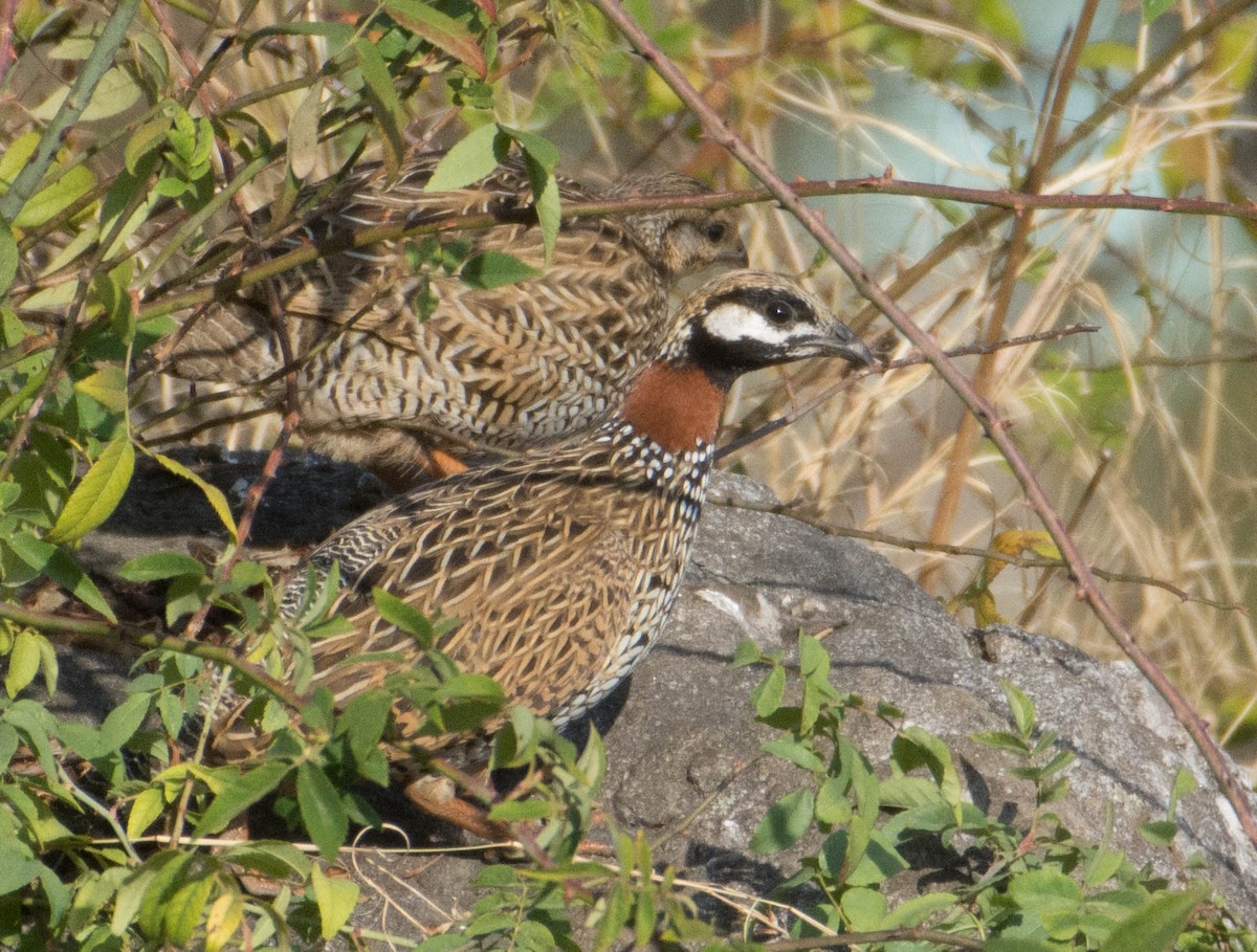 Black Francolin - Arunava Bhattacharjee