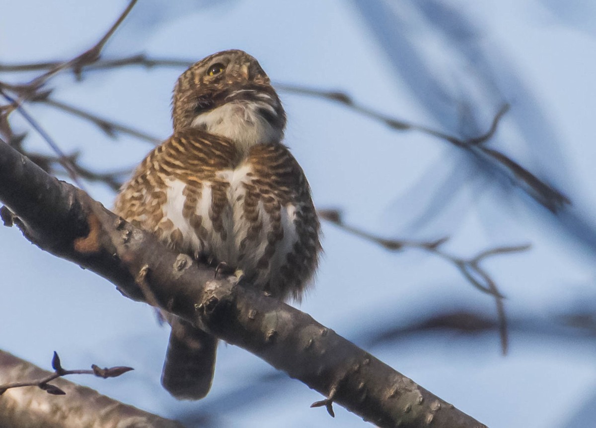 Collared Owlet - Arunava Bhattacharjee