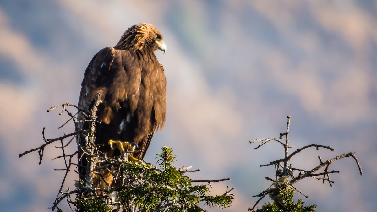 Golden Eagle - ML342216921