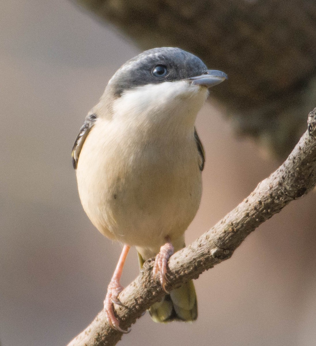 Vireo Alcaudón Cejiblanco (ripleyi) - ML342217111