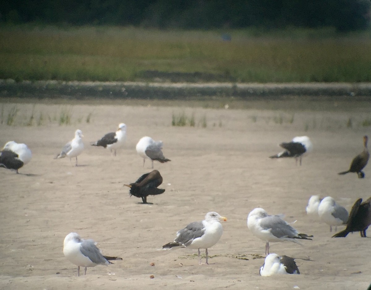 Herring x Great Black-backed Gull (hybrid) - ML34221811