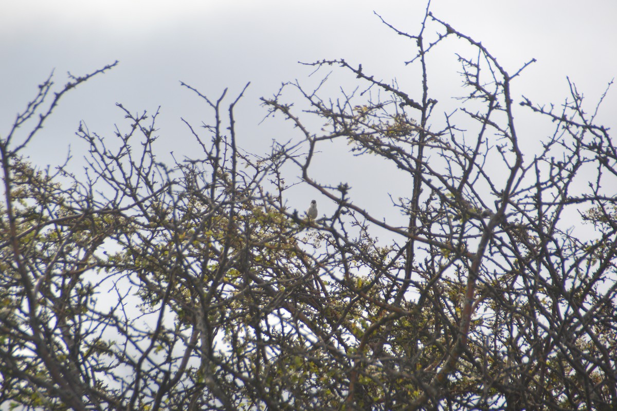 Lesser Whitethroat - ML342218151