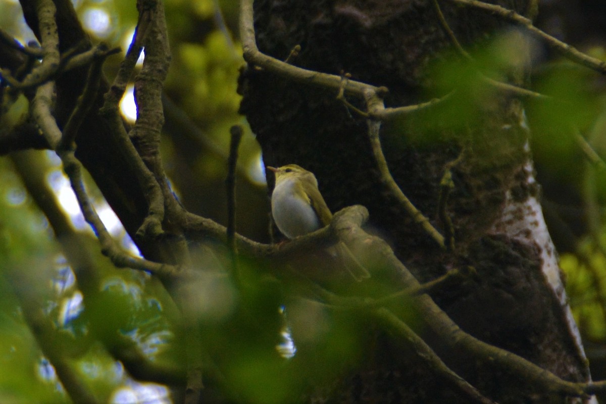 Wood Warbler - Tijmen Korving