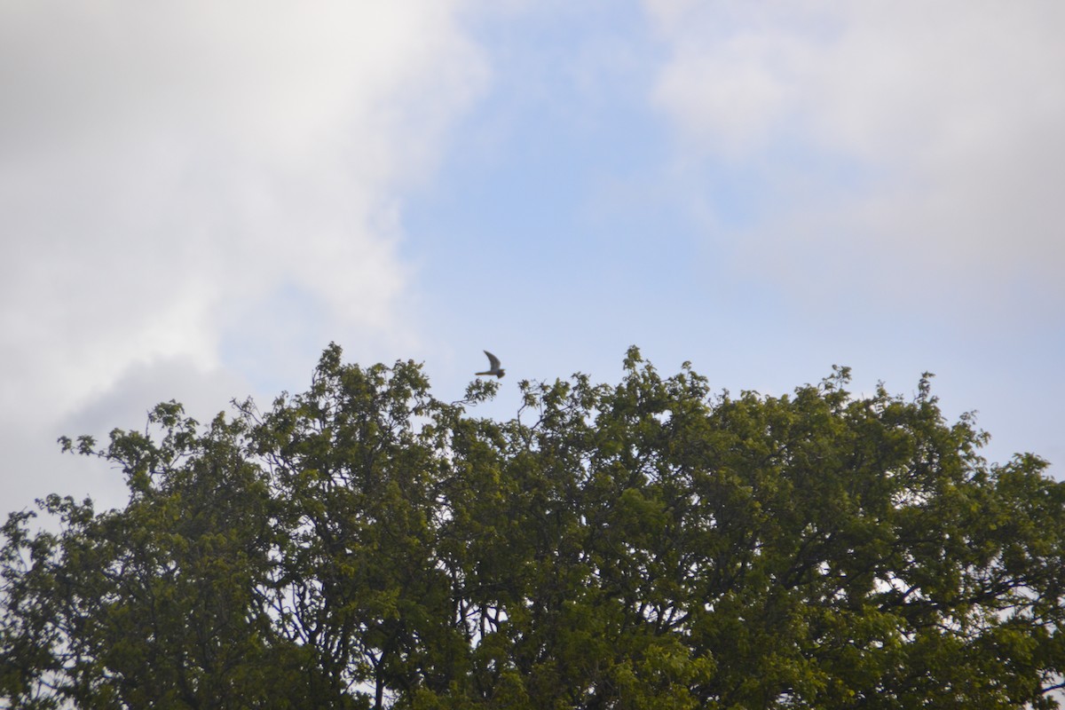 Common Cuckoo - Tijmen Korving