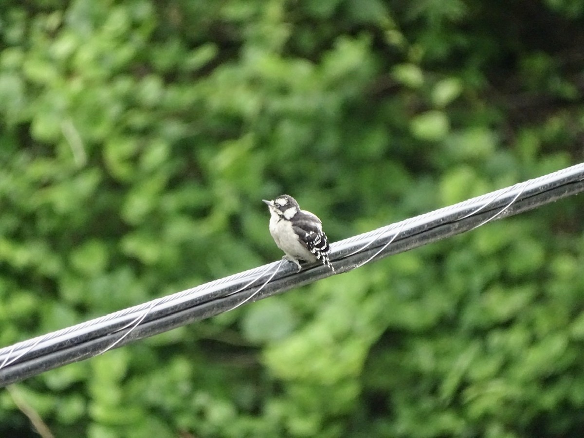 Downy Woodpecker - Fleeta Chauvigne