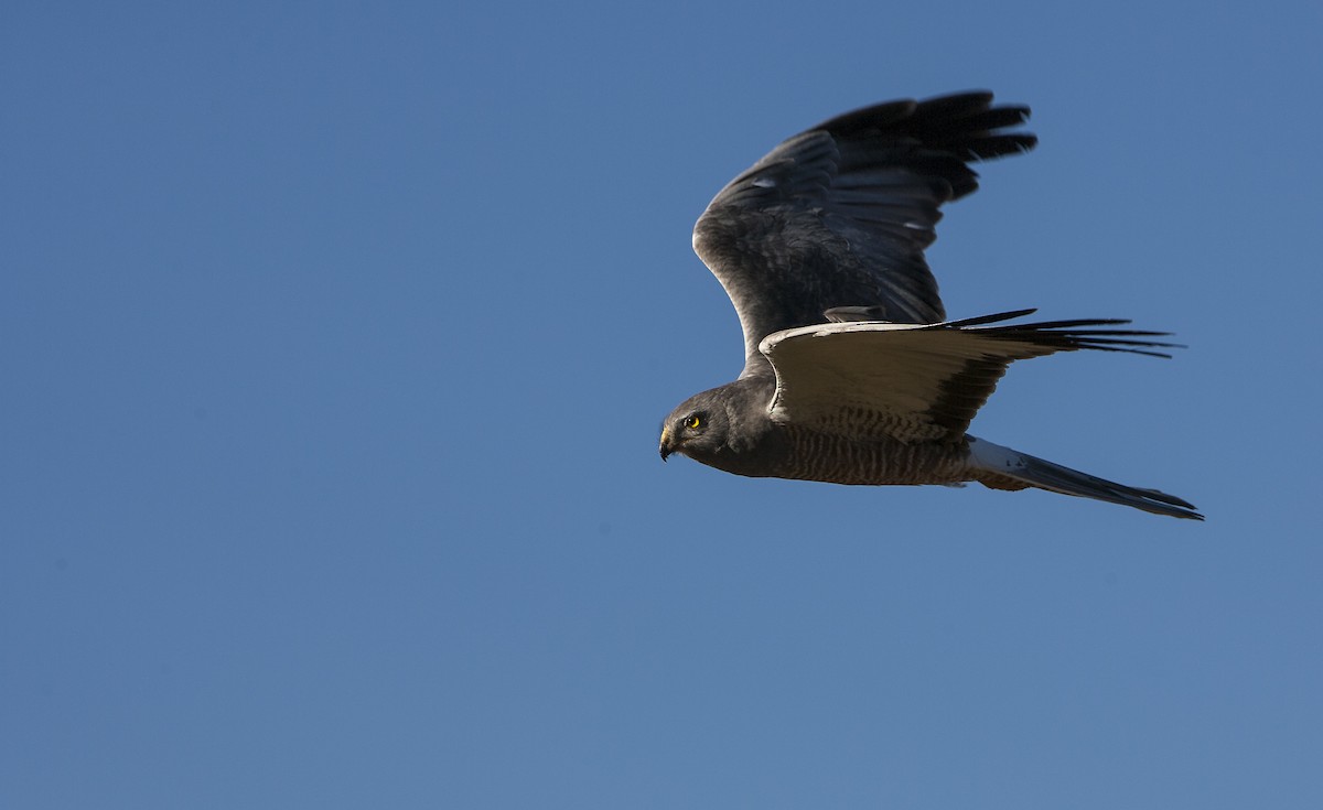 Cinereous Harrier - ML34222111