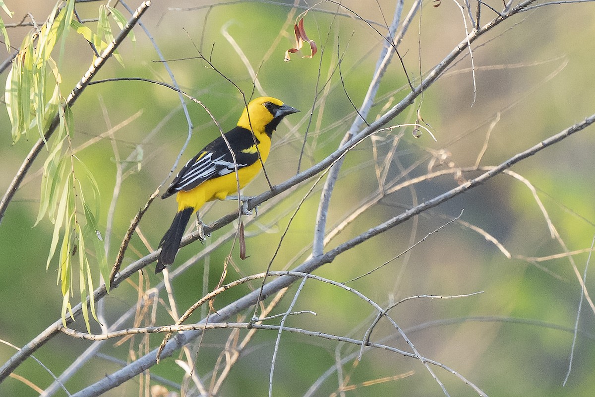 Oriole à gros bec - ML342221501