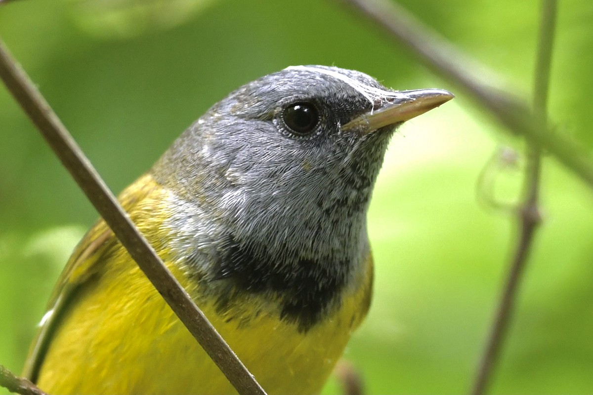 Mourning Warbler - ML342222341