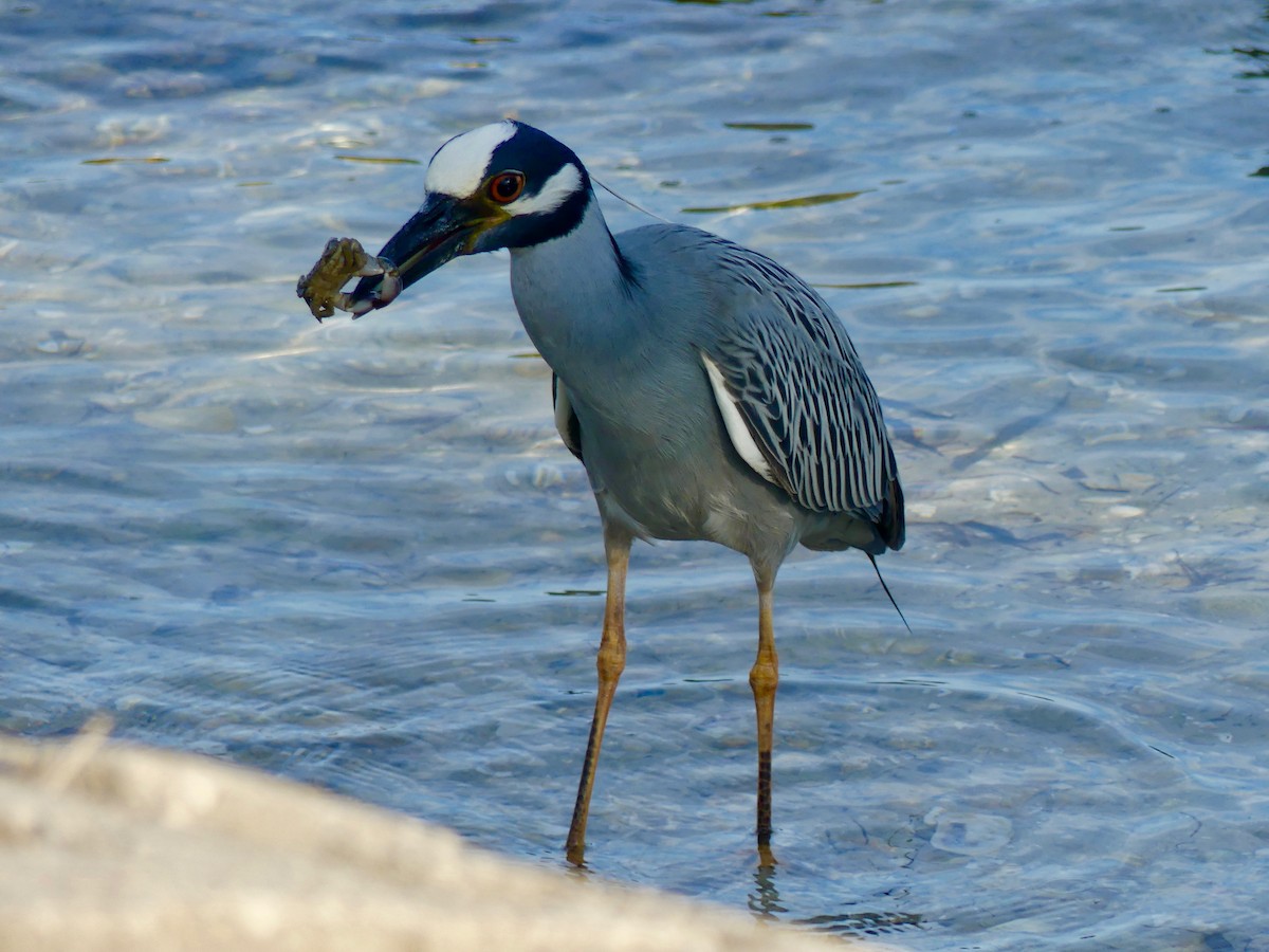 Yellow-crowned Night Heron - Cindy Olson