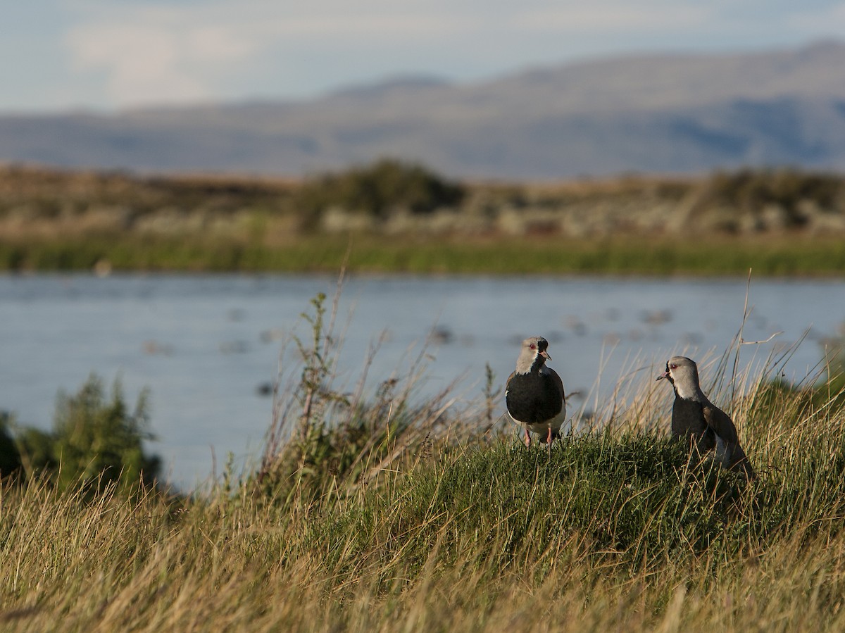 Southern Lapwing (chilensis/fretensis) - ML34222361