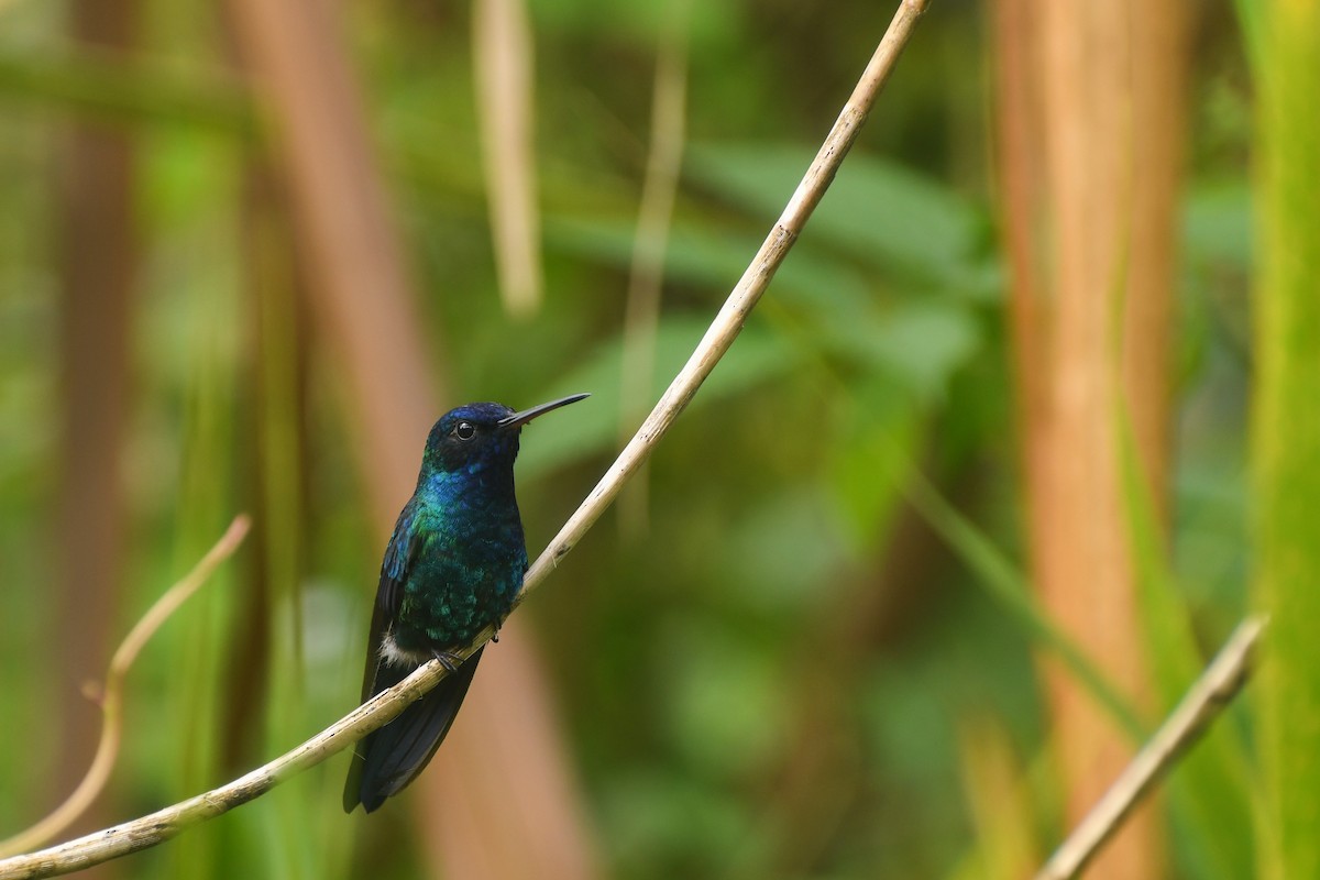 Blue-headed Hummingbird - Thomas Monjoin