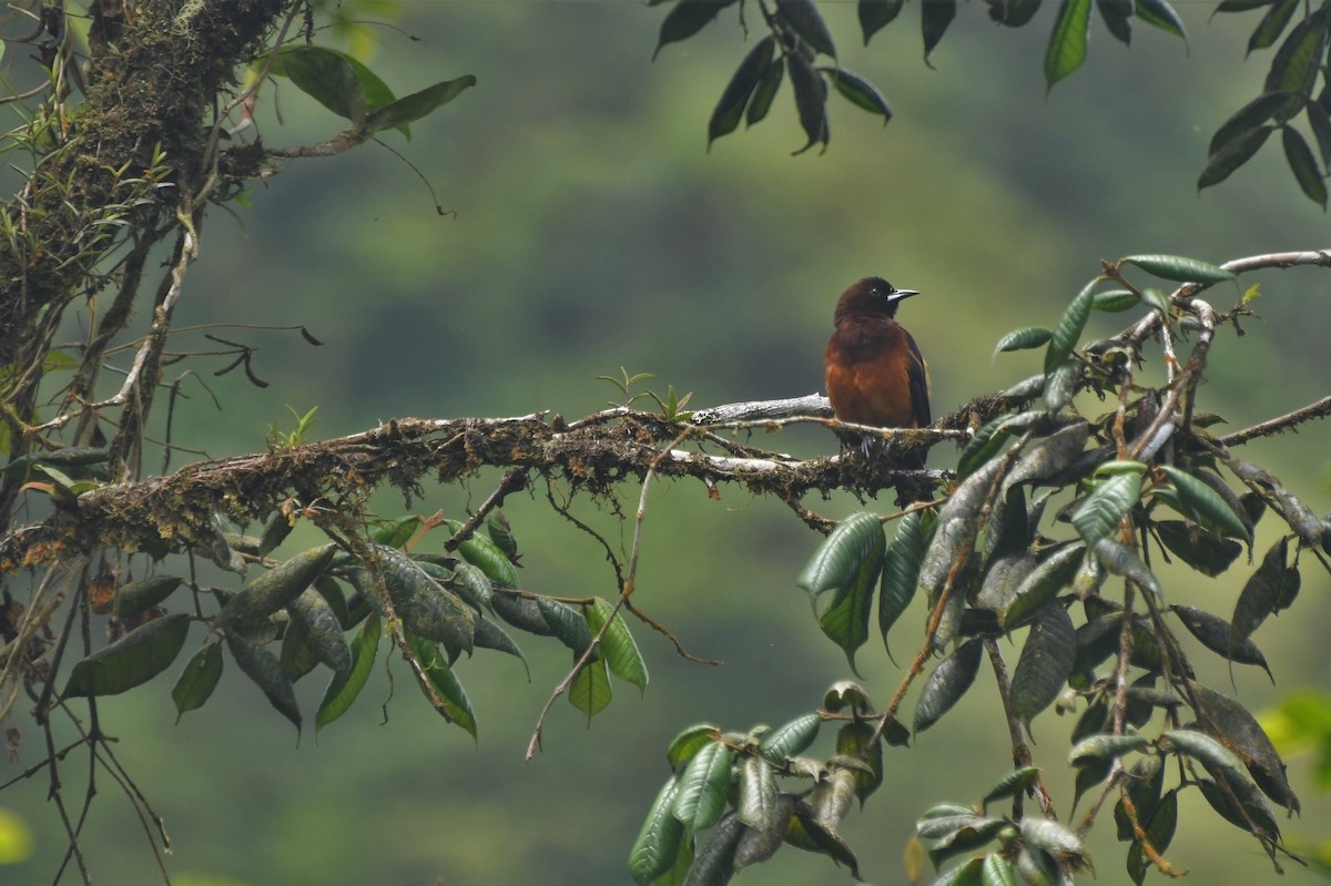 Martinique Oriole - ML342224351