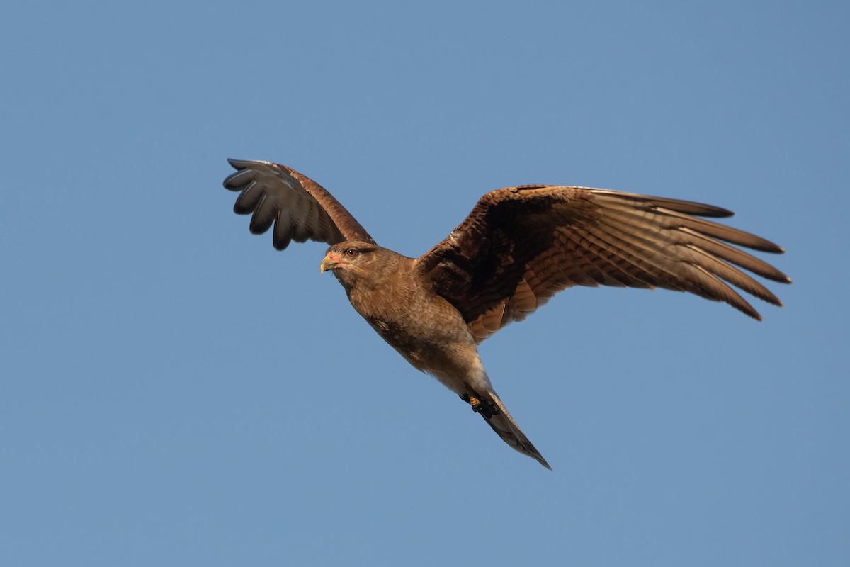 Caracara Chimango - ML342224541