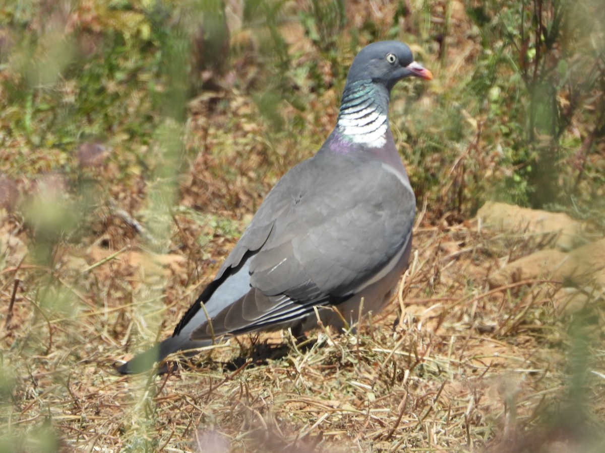 Common Wood-Pigeon - ML342224771
