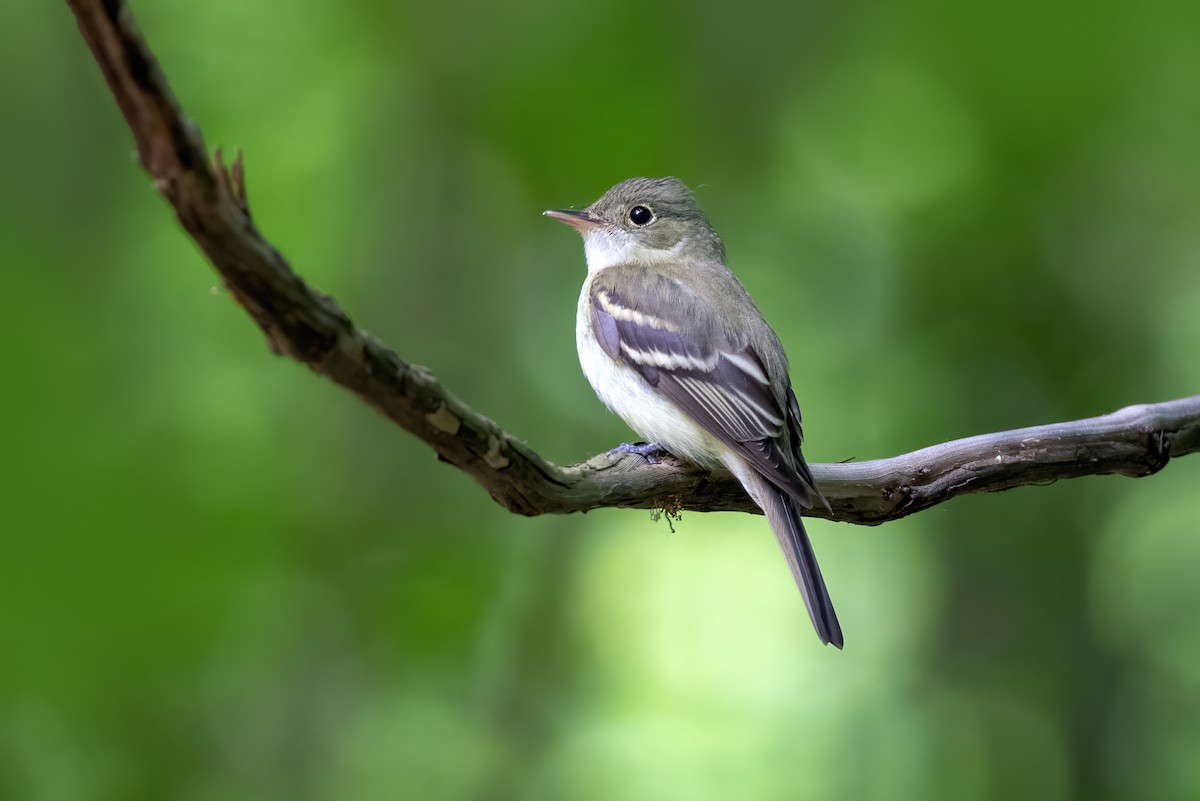 Acadian Flycatcher - ML342224791