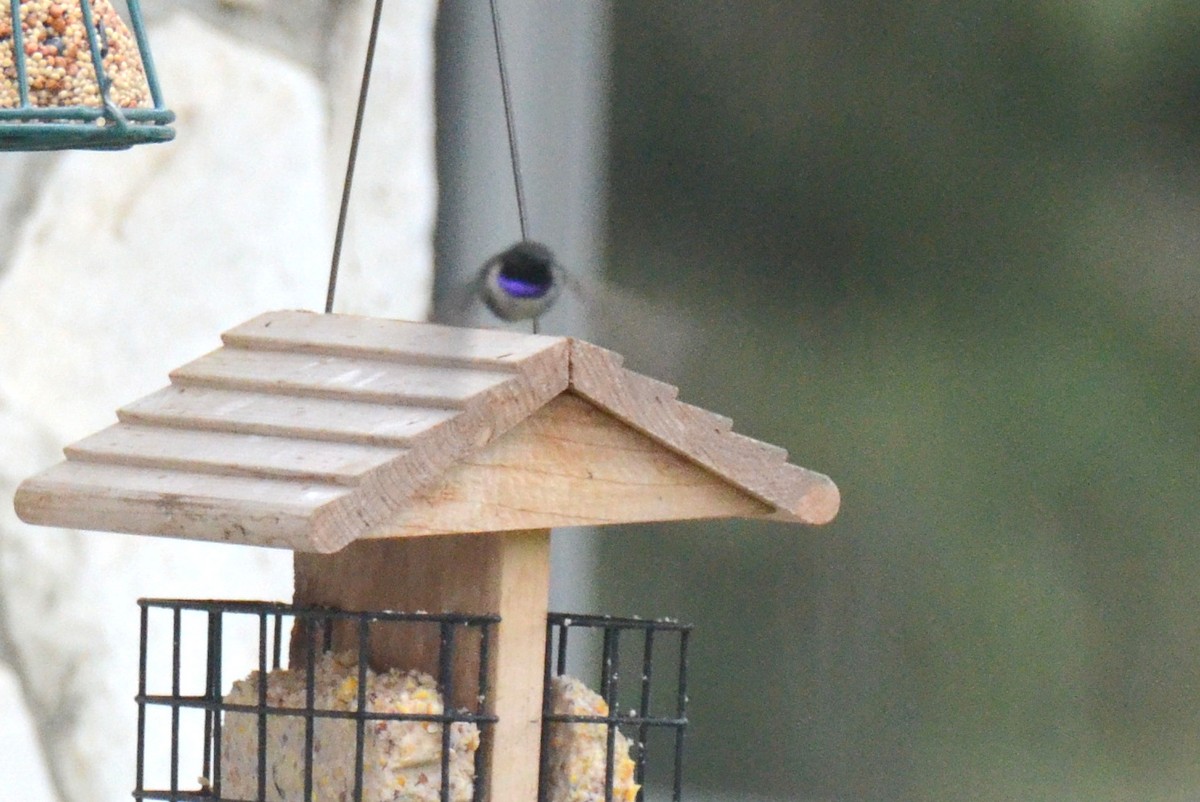 Black-chinned Hummingbird - Asher  Warkentin