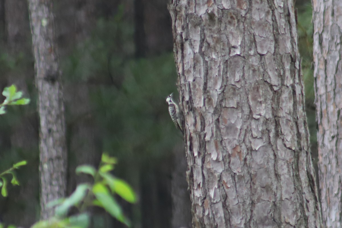 Red-cockaded Woodpecker - ML342227211