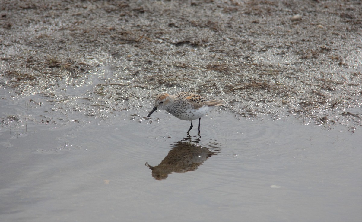 Western Sandpiper - ML342227691