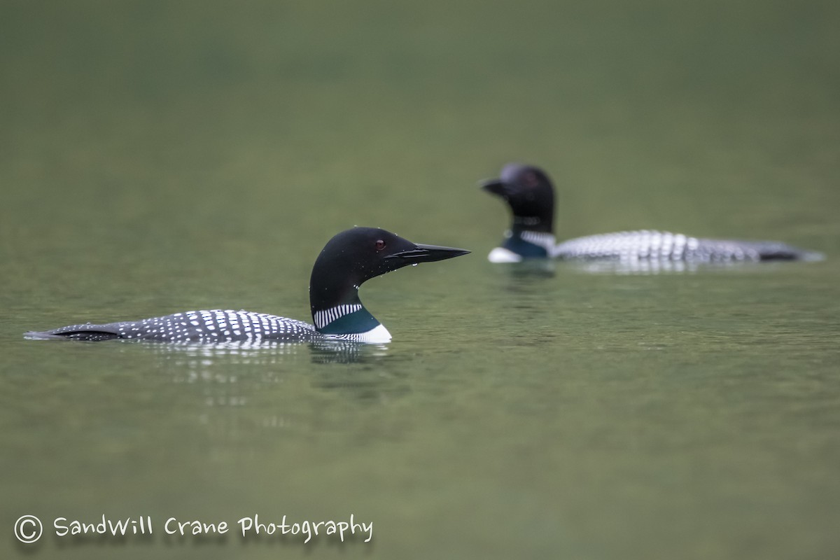 Common Loon - Will Sebern