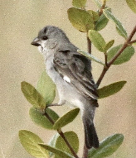 Plumbeous Seedeater - ML342230081