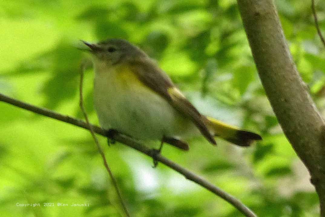 American Redstart - ML342232761