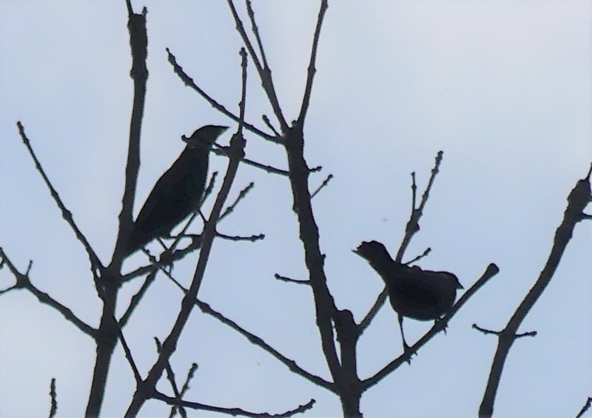 Brown-headed Cowbird - ML342234651