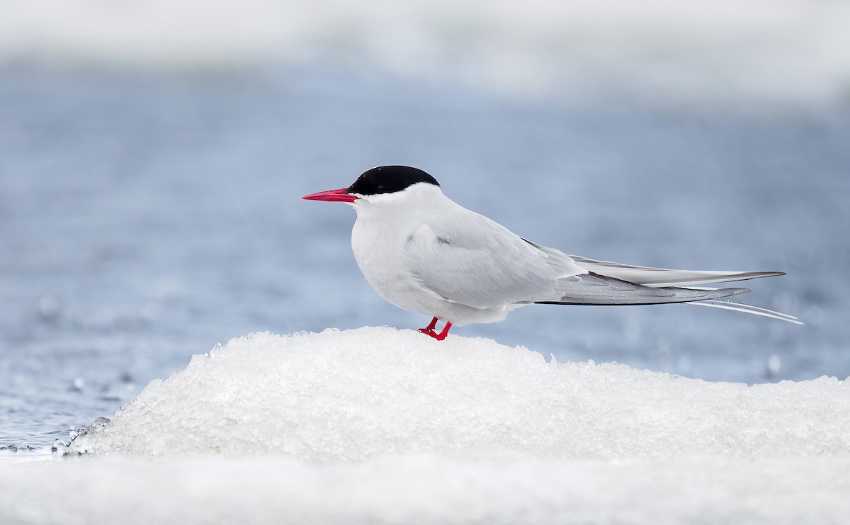 Arctic Tern - Matti Rekilä