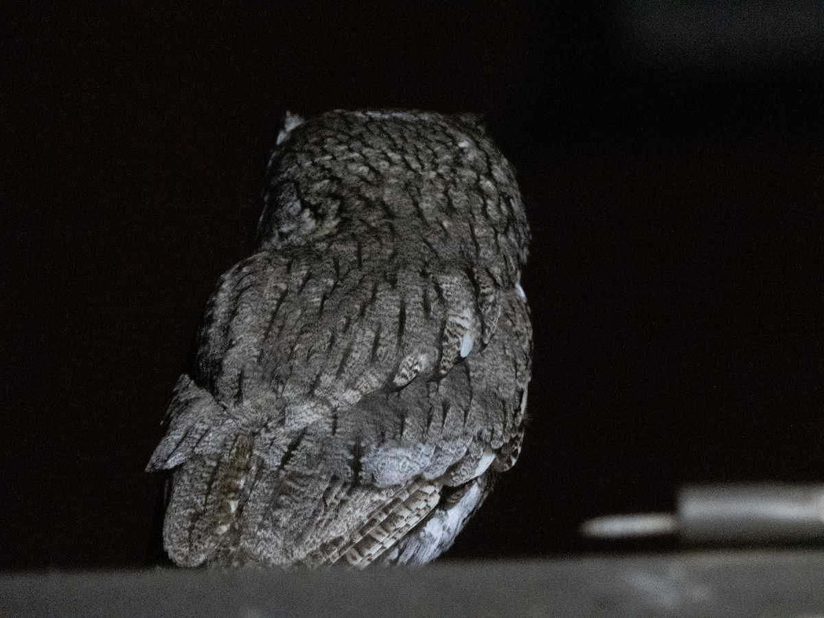 Western Screech-Owl - ML342236401