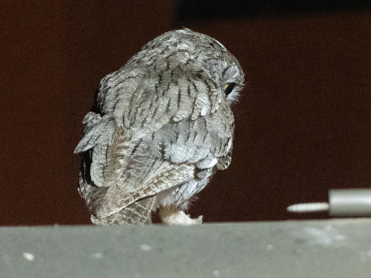 Western Screech-Owl - ML342237701