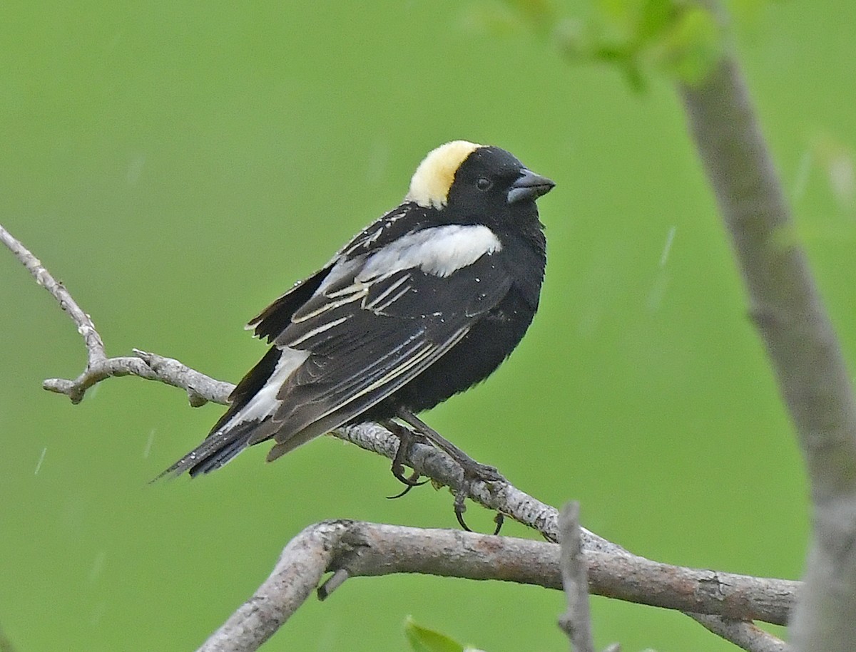 bobolink americký - ML342242841