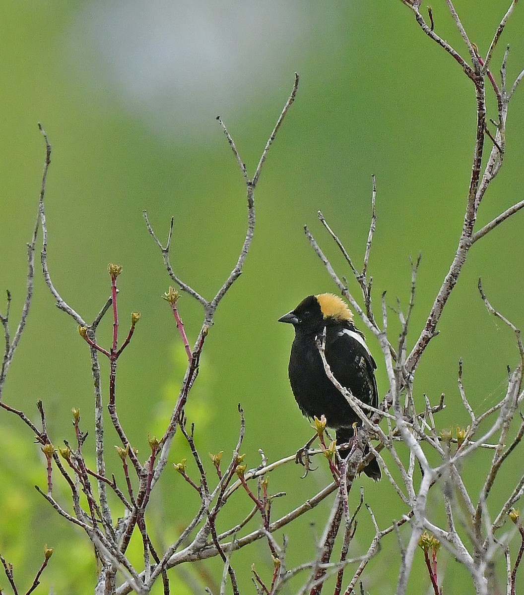 bobolink americký - ML342242961