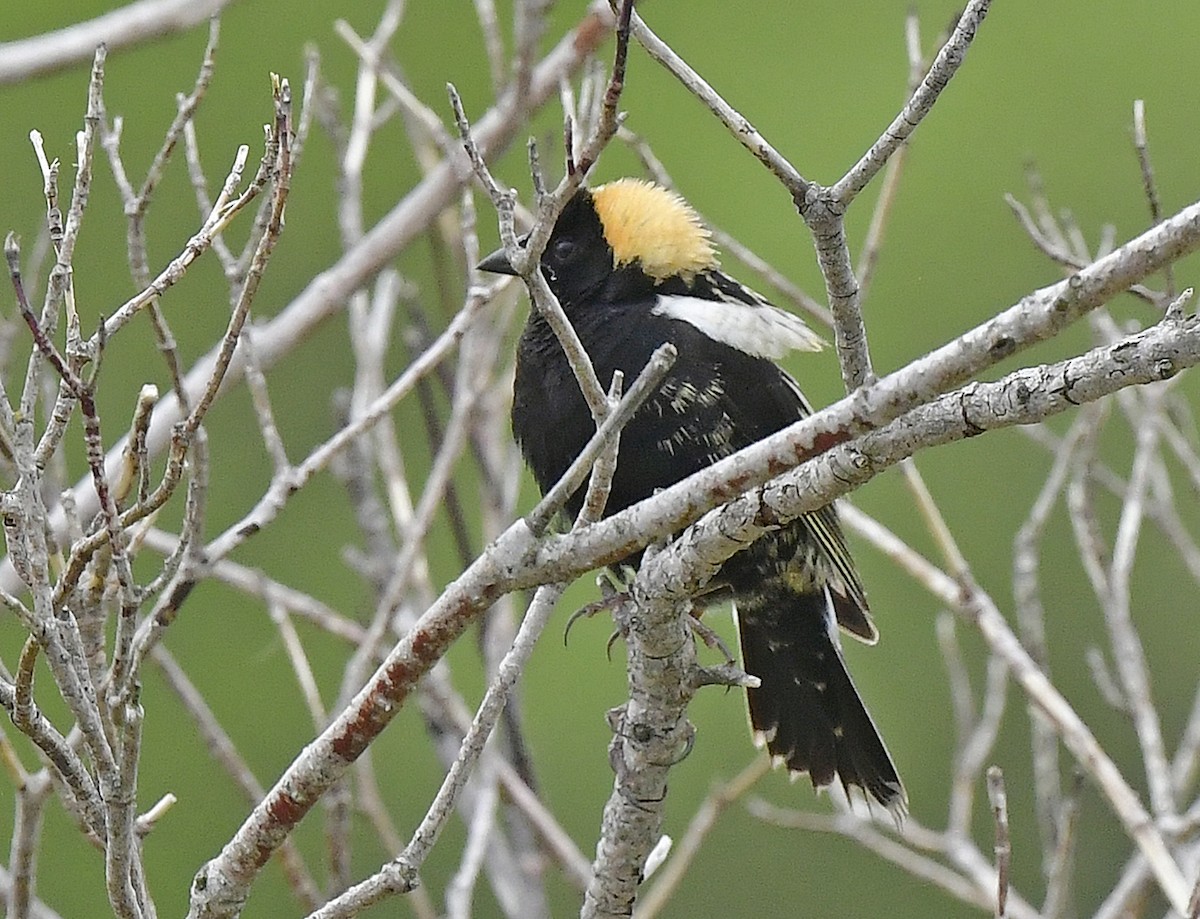 bobolink americký - ML342242981