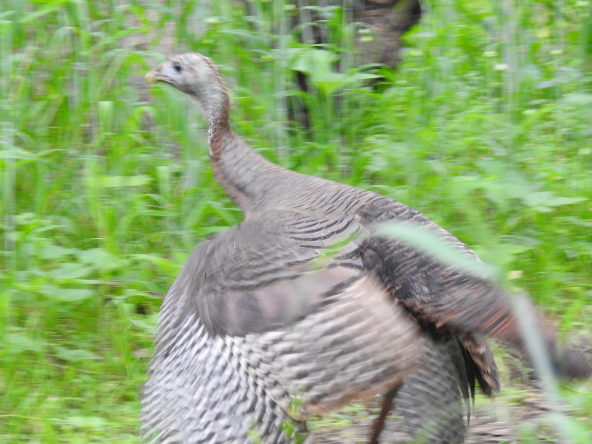 Wild Turkey - ML342244401