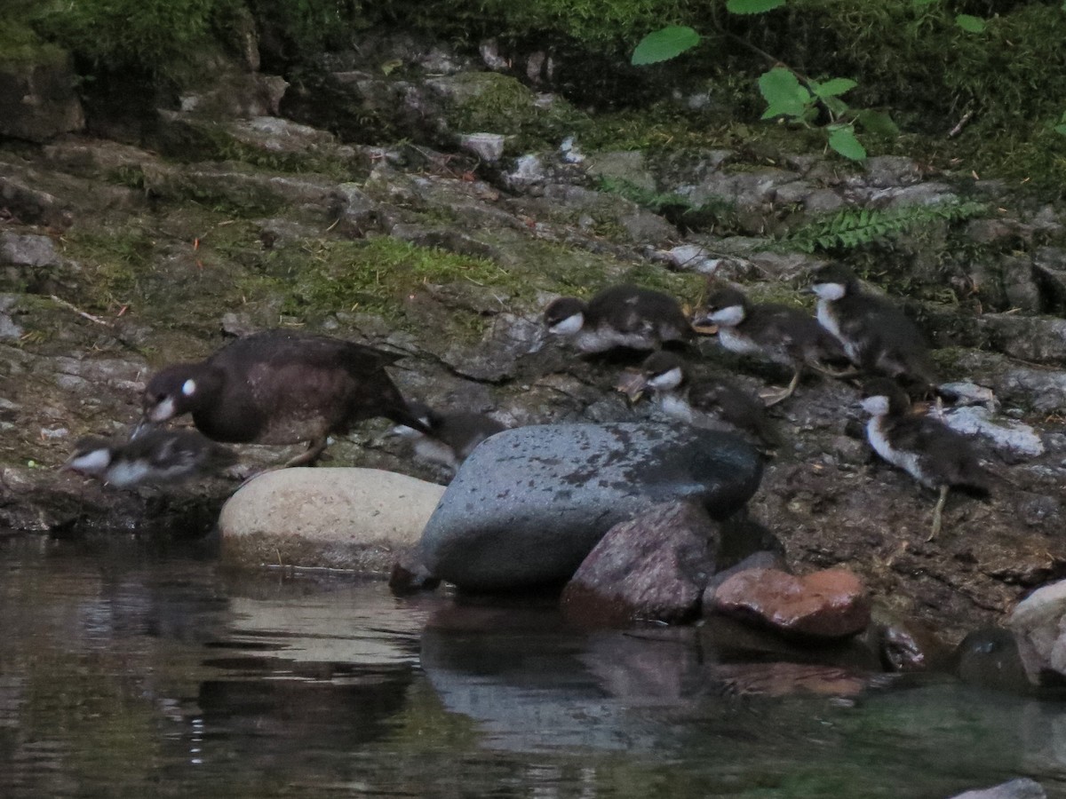 Harlequin Duck - ML34224441