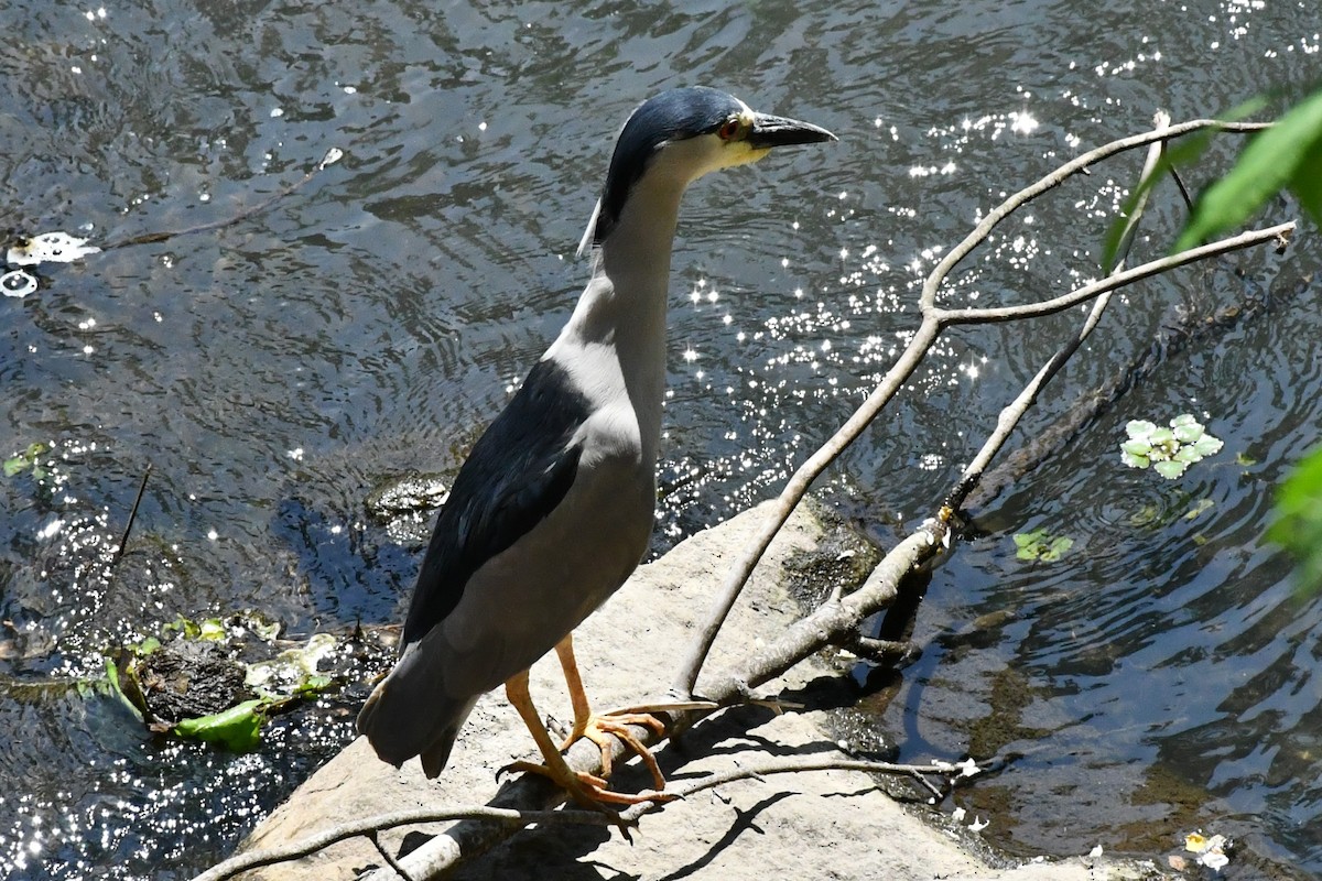 Black-crowned Night Heron - ML342244771