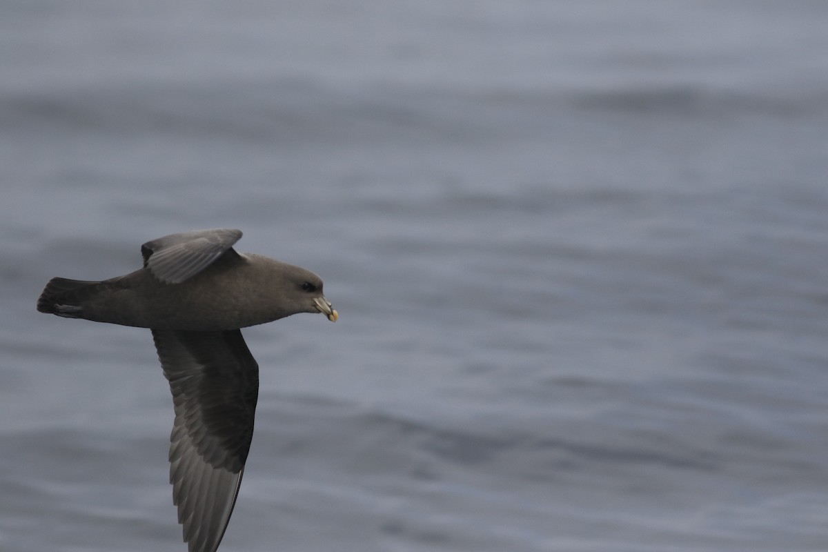 Northern Fulmar - ML342245061