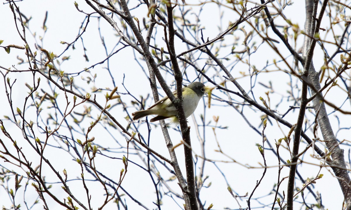 Yellow Warbler - ML342246101