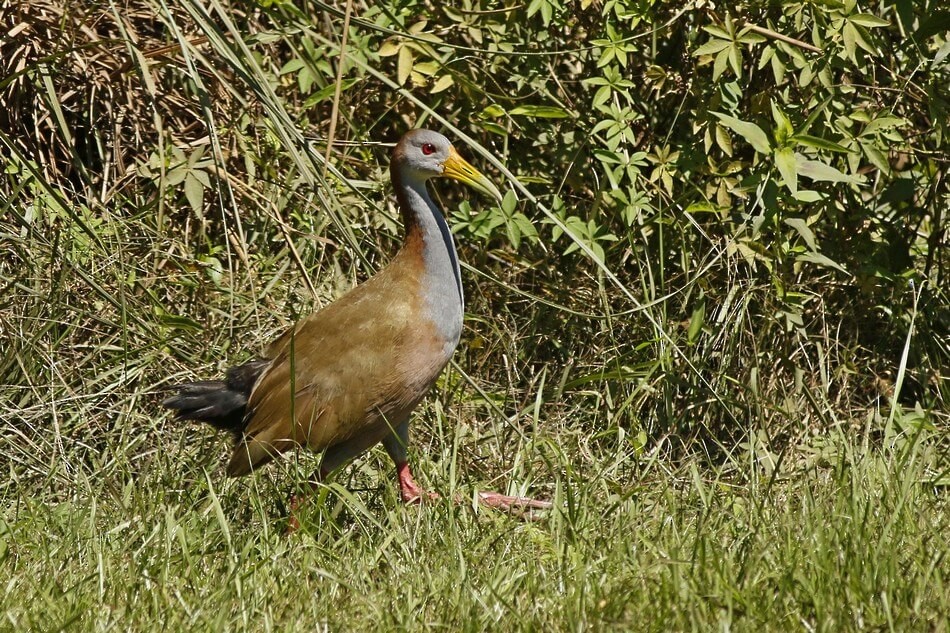 Giant Wood-Rail - ML342247871