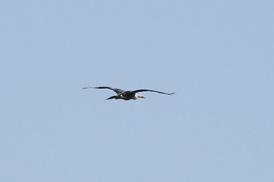 Anhinga Americana - ML342247911