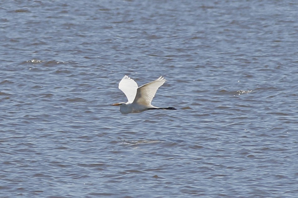 Great Egret - ML342247921