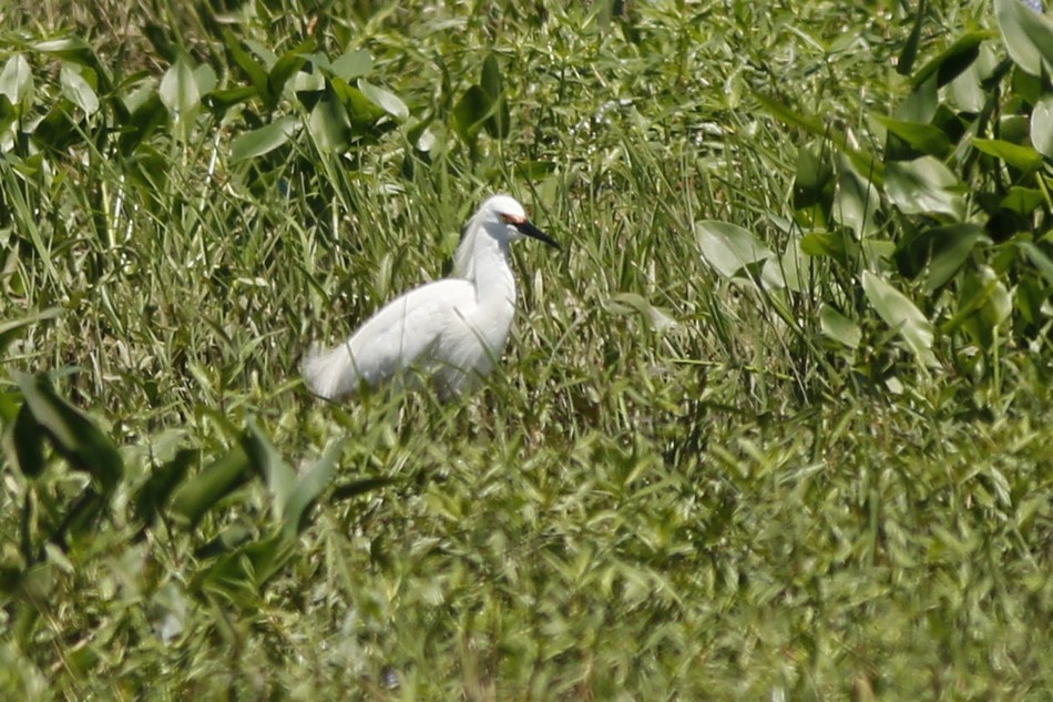 Snowy Egret - ML342247951