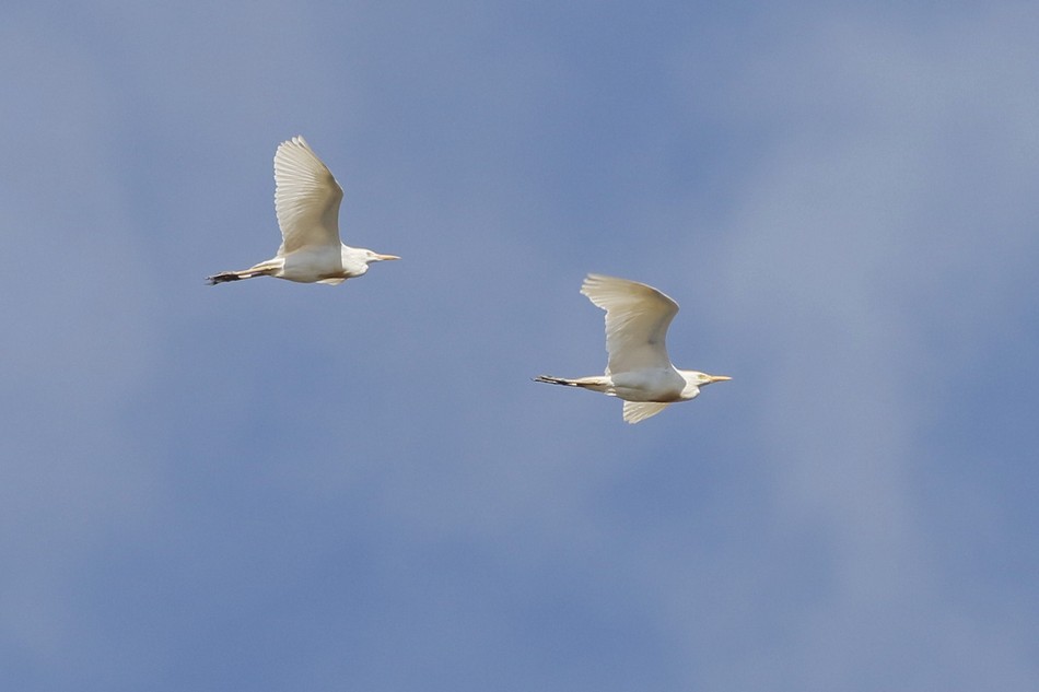 Western Cattle Egret - ML342247971